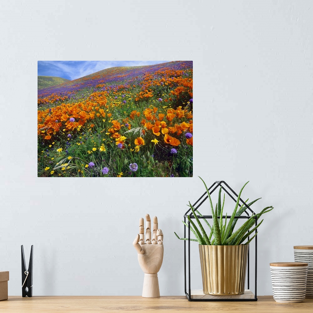 A bohemian room featuring California Poppy and other wildflowers, Antelope Valley, California