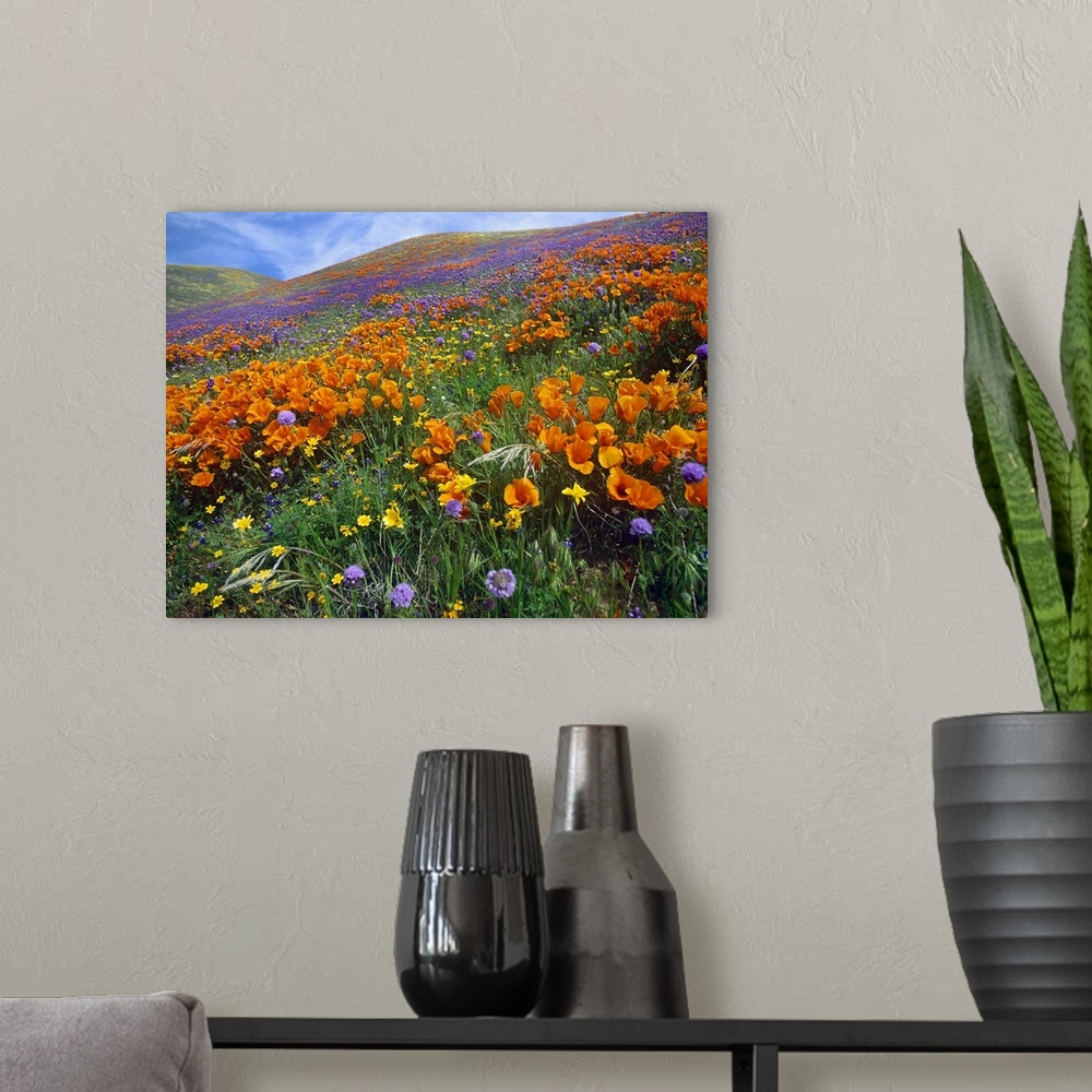 A modern room featuring California Poppy and other wildflowers, Antelope Valley, California