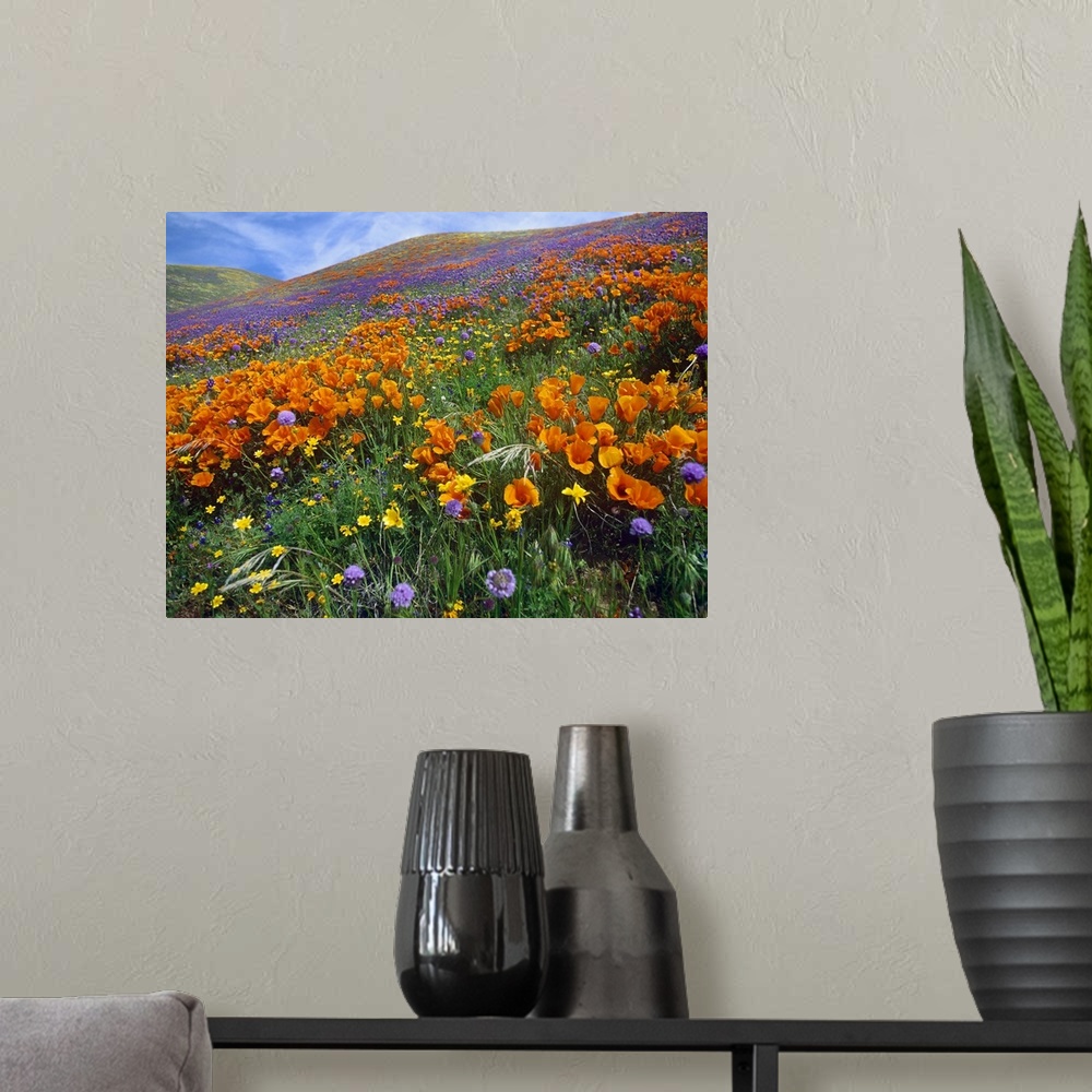 A modern room featuring California Poppy and other wildflowers, Antelope Valley, California