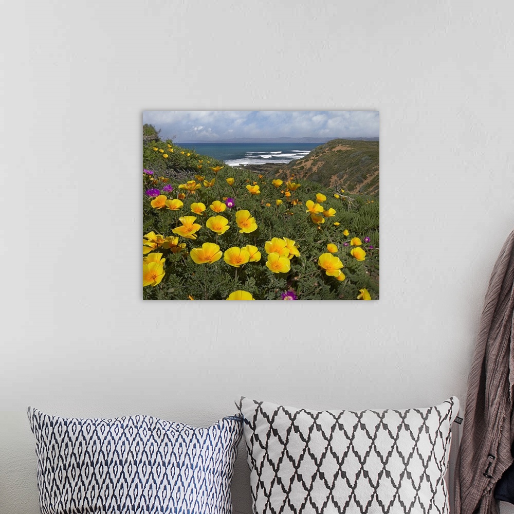 A bohemian room featuring California Poppy (Eschscholzia californica) field, Montano de Oro State Park, California