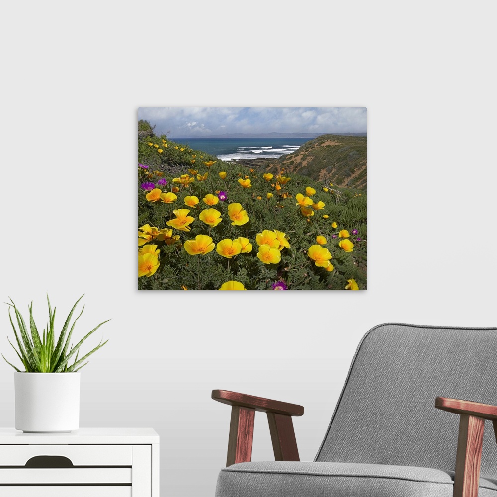 A modern room featuring California Poppy (Eschscholzia californica) field, Montano de Oro State Park, California
