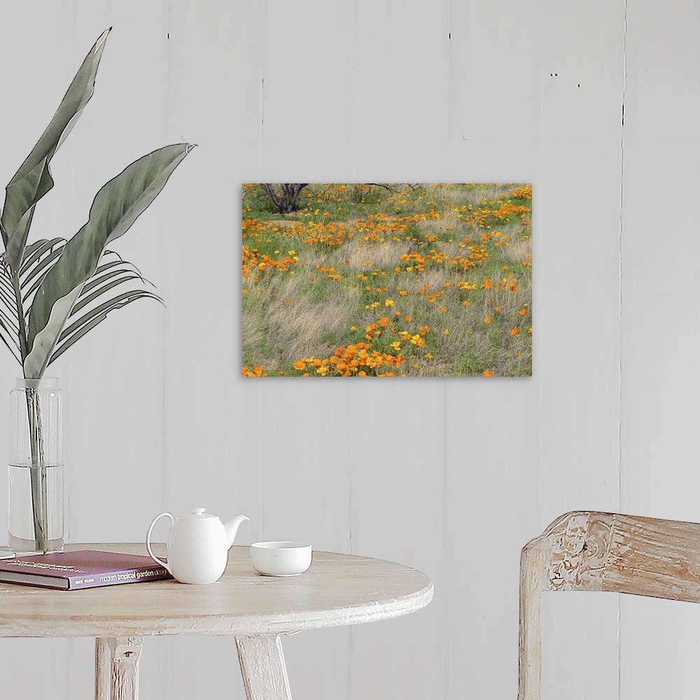 A farmhouse room featuring California Poppy meadow with grasses, California