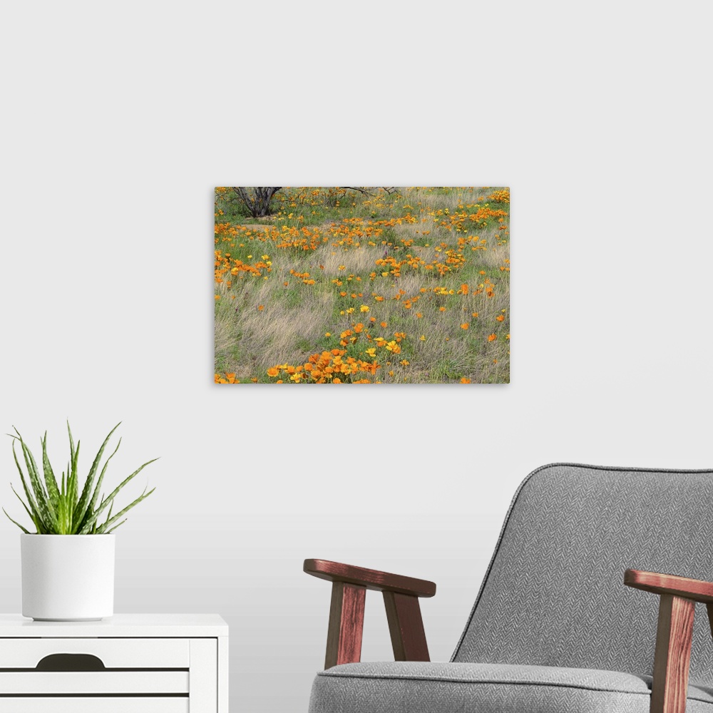 A modern room featuring California Poppy meadow with grasses, California