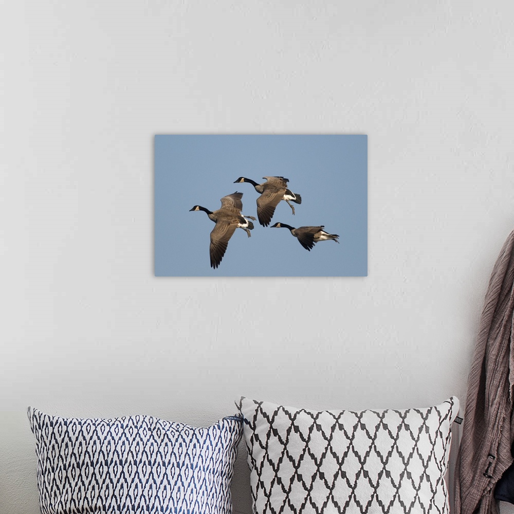 A bohemian room featuring canada goose (Branta canadensis), Flock, Flight, Kellogg Bird Sanctuary, MI