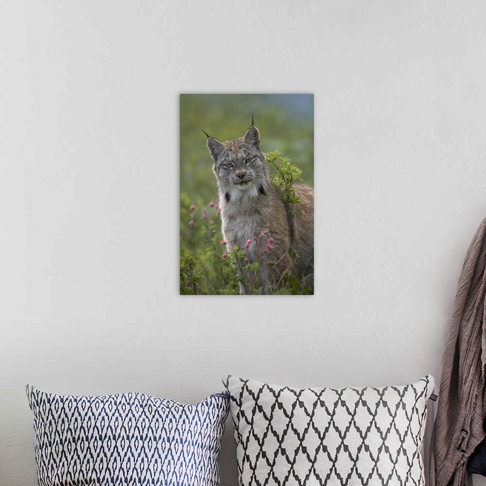 A bohemian room featuring Canada Lynx (Lynx canadensis) portrait, North America
