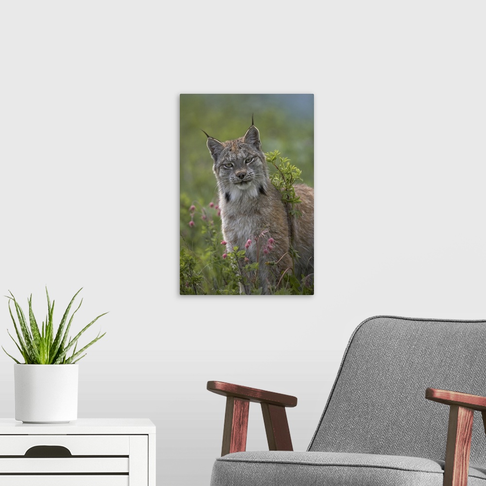 A modern room featuring Canada Lynx (Lynx canadensis) portrait, North America