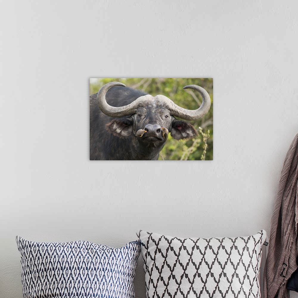 A bohemian room featuring Cape Buffalo bull with Yellow-billed Oxpecker pair picking insects from nostrils, Kenya