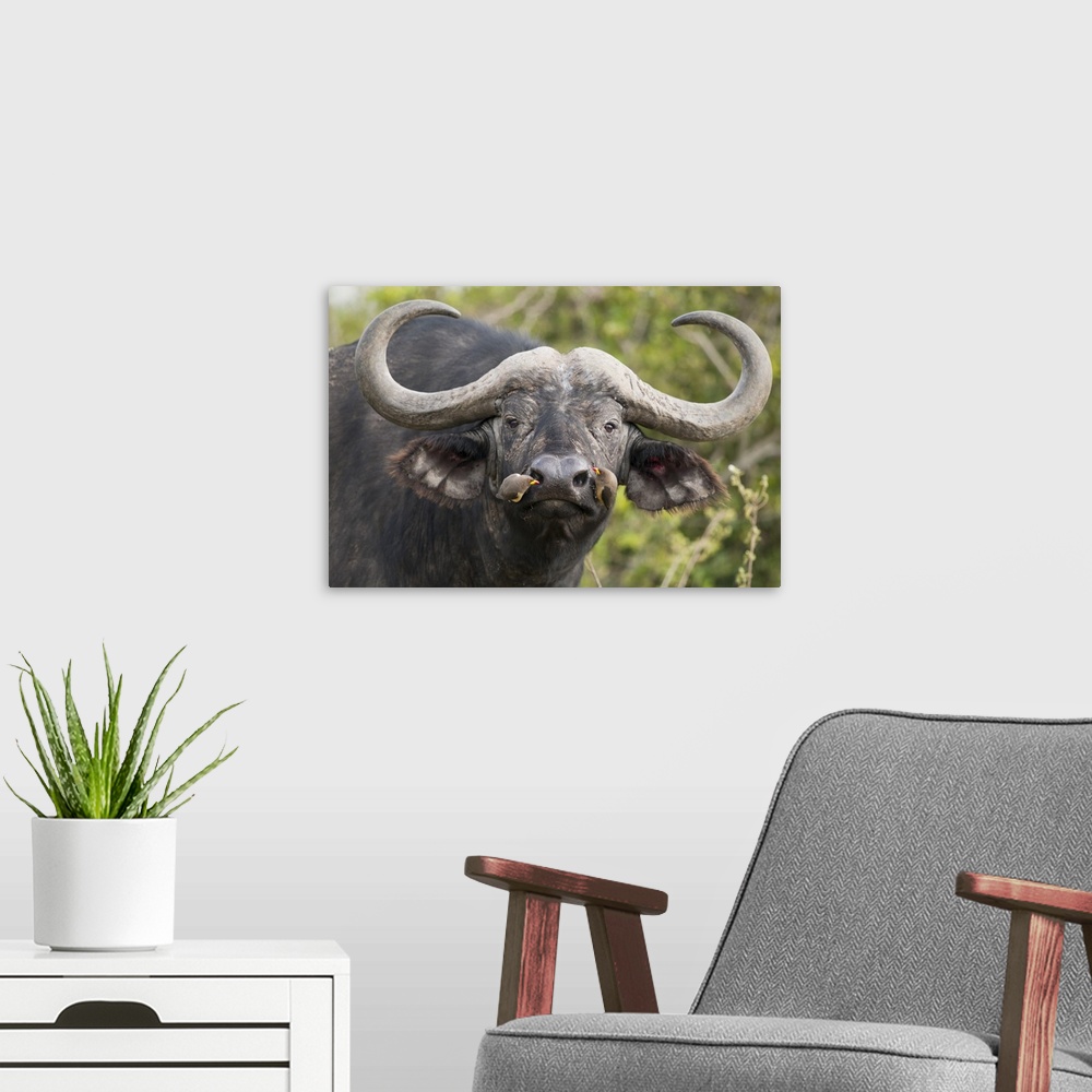 A modern room featuring Cape Buffalo bull with Yellow-billed Oxpecker pair picking insects from nostrils, Kenya