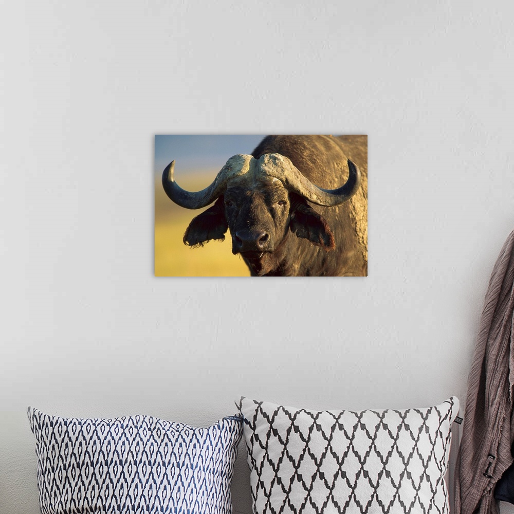 A bohemian room featuring Cape Buffalo (Syncerus caffer) portrait, Kenya