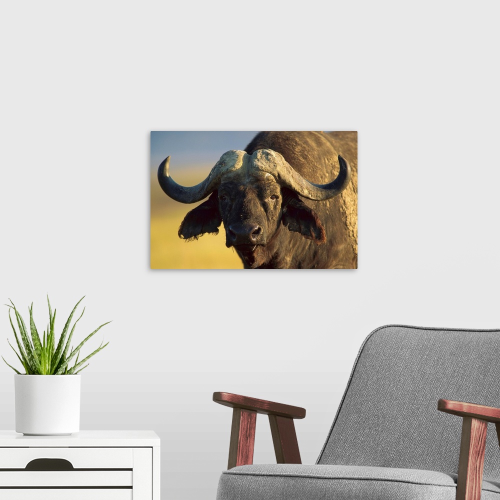 A modern room featuring Cape Buffalo (Syncerus caffer) portrait, Kenya