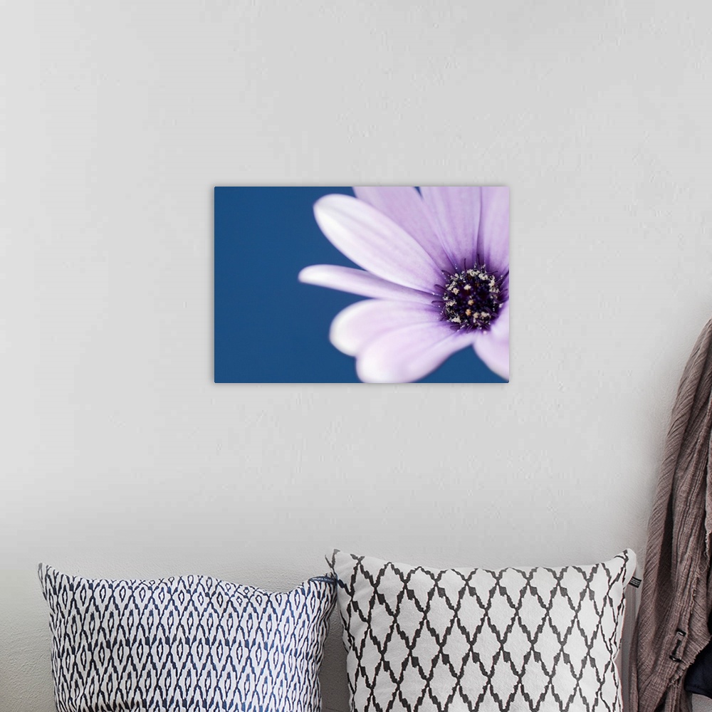 A bohemian room featuring Close-up of a Blue-eyed Daisy against a solid background.
