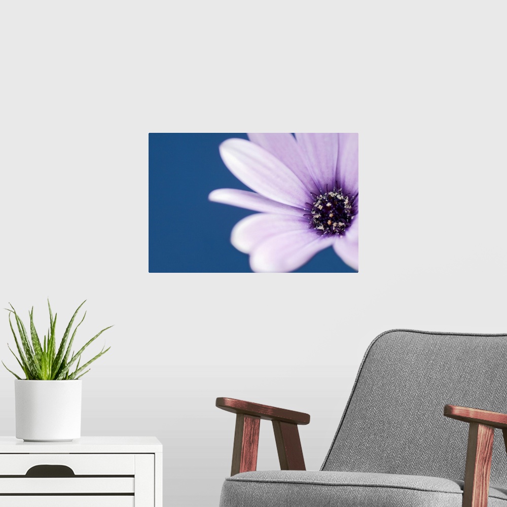 A modern room featuring Close-up of a Blue-eyed Daisy against a solid background.