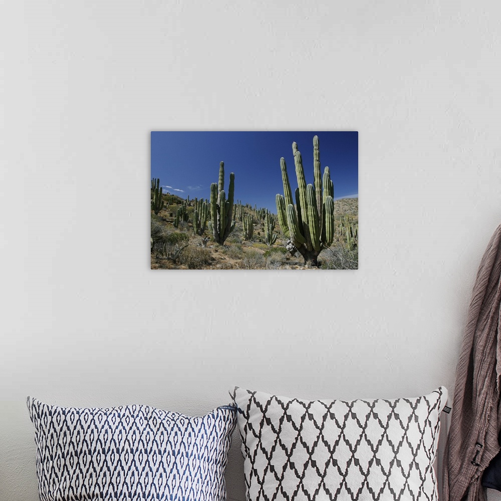 A bohemian room featuring Cardon (Pachycereus pringlei) cacti in desert landscape, Santa Catalina Island, Mexico