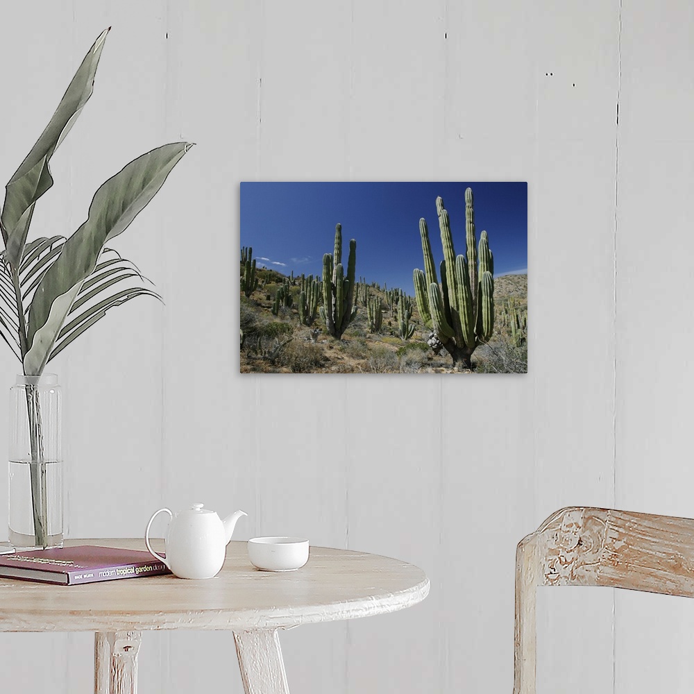 A farmhouse room featuring Cardon (Pachycereus pringlei) cacti in desert landscape, Santa Catalina Island, Mexico