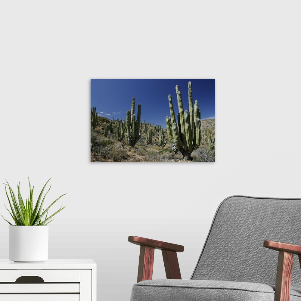 A modern room featuring Cardon (Pachycereus pringlei) cacti in desert landscape, Santa Catalina Island, Mexico