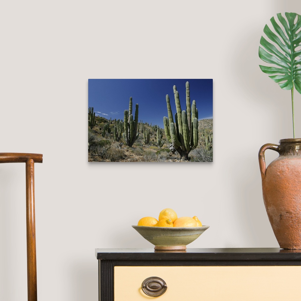 A traditional room featuring Cardon (Pachycereus pringlei) cacti in desert landscape, Santa Catalina Island, Mexico
