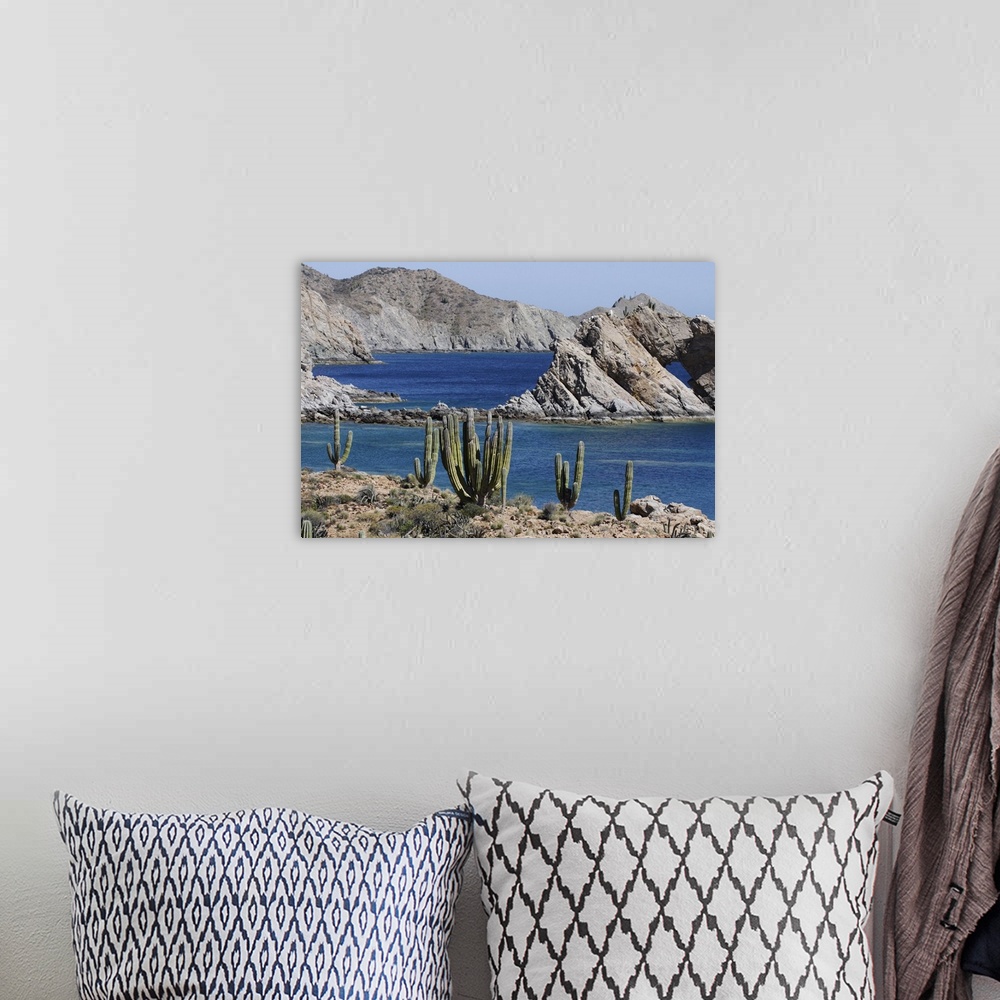 A bohemian room featuring Cardon (Pachycereus pringlei) cacti, Santa Catalina Island, Sea of Cortez, Mexico