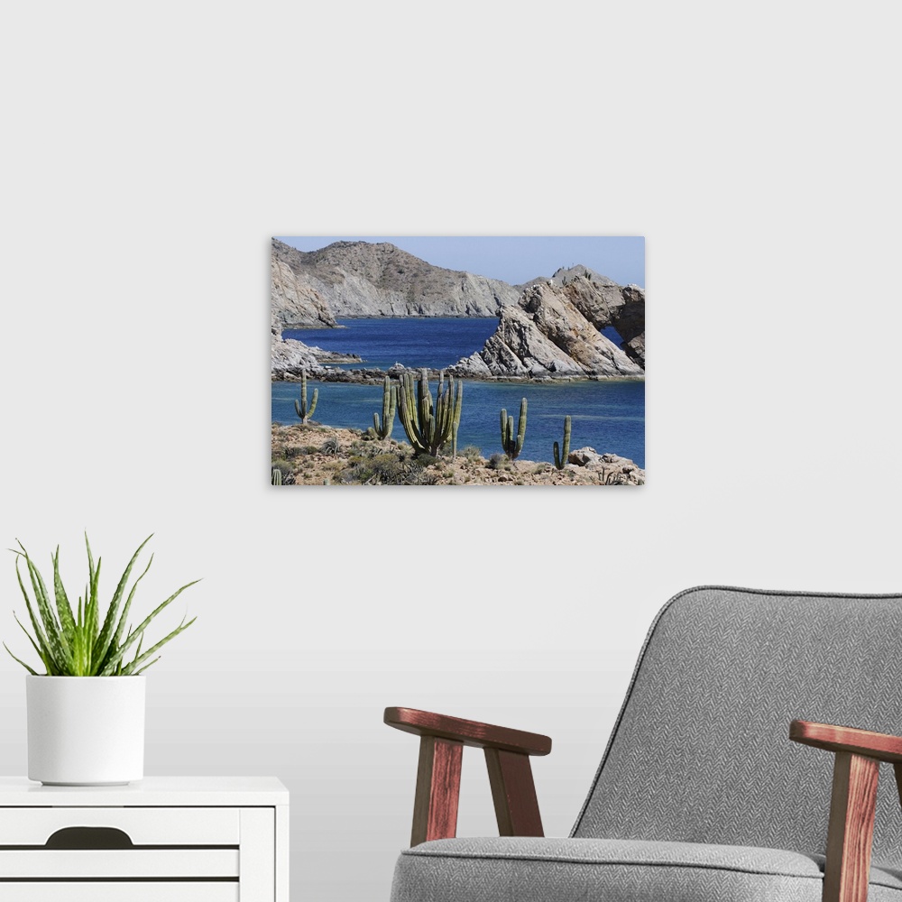 A modern room featuring Cardon (Pachycereus pringlei) cacti, Santa Catalina Island, Sea of Cortez, Mexico