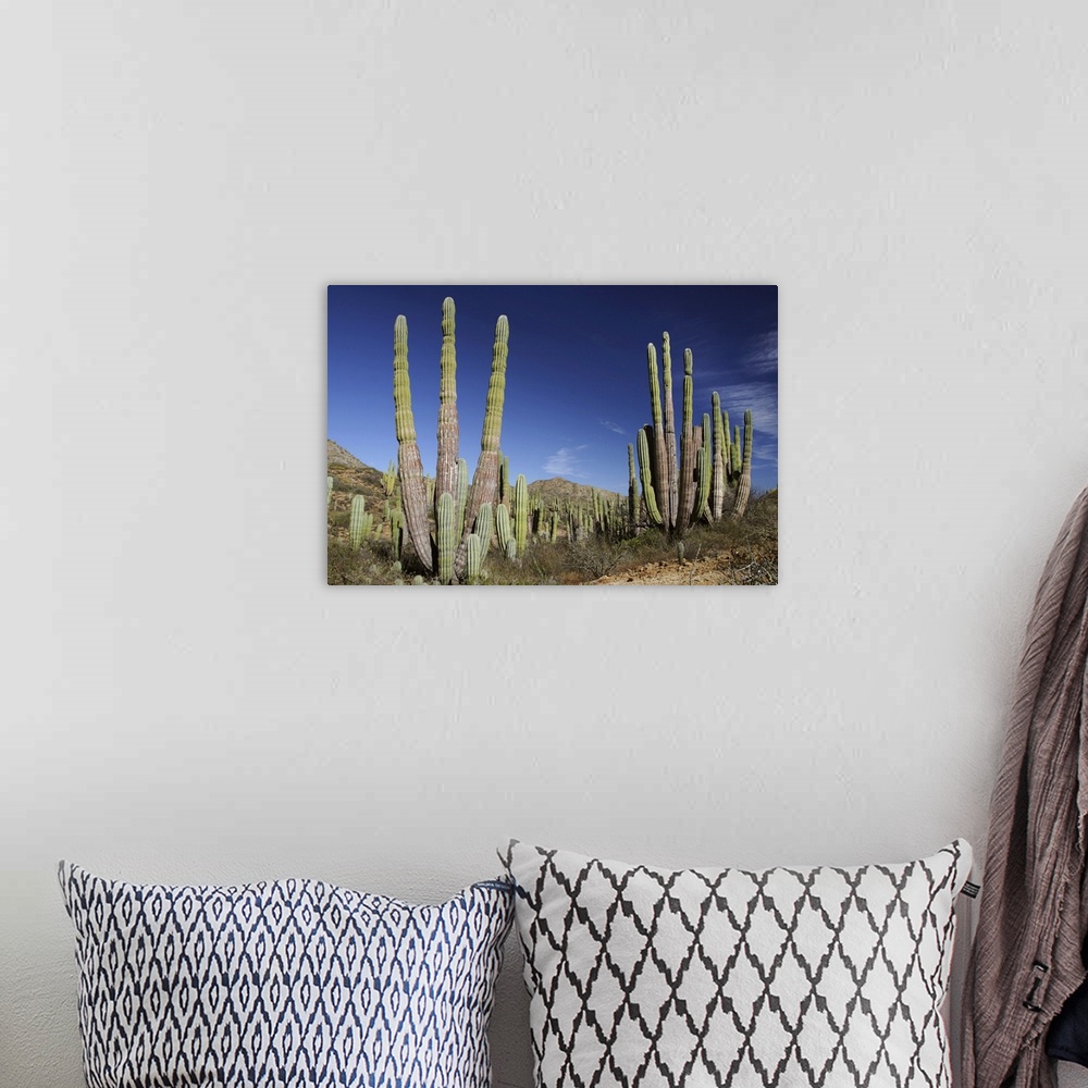 A bohemian room featuring Cardon (Pachycereus pringlei) cacti, Santa Catalina Island, Sea of Cortez, Mexico