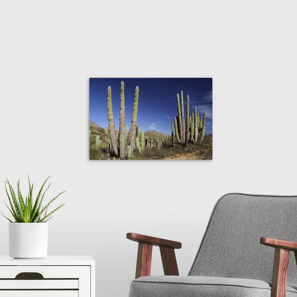 A modern room featuring Cardon (Pachycereus pringlei) cacti, Santa Catalina Island, Sea of Cortez, Mexico