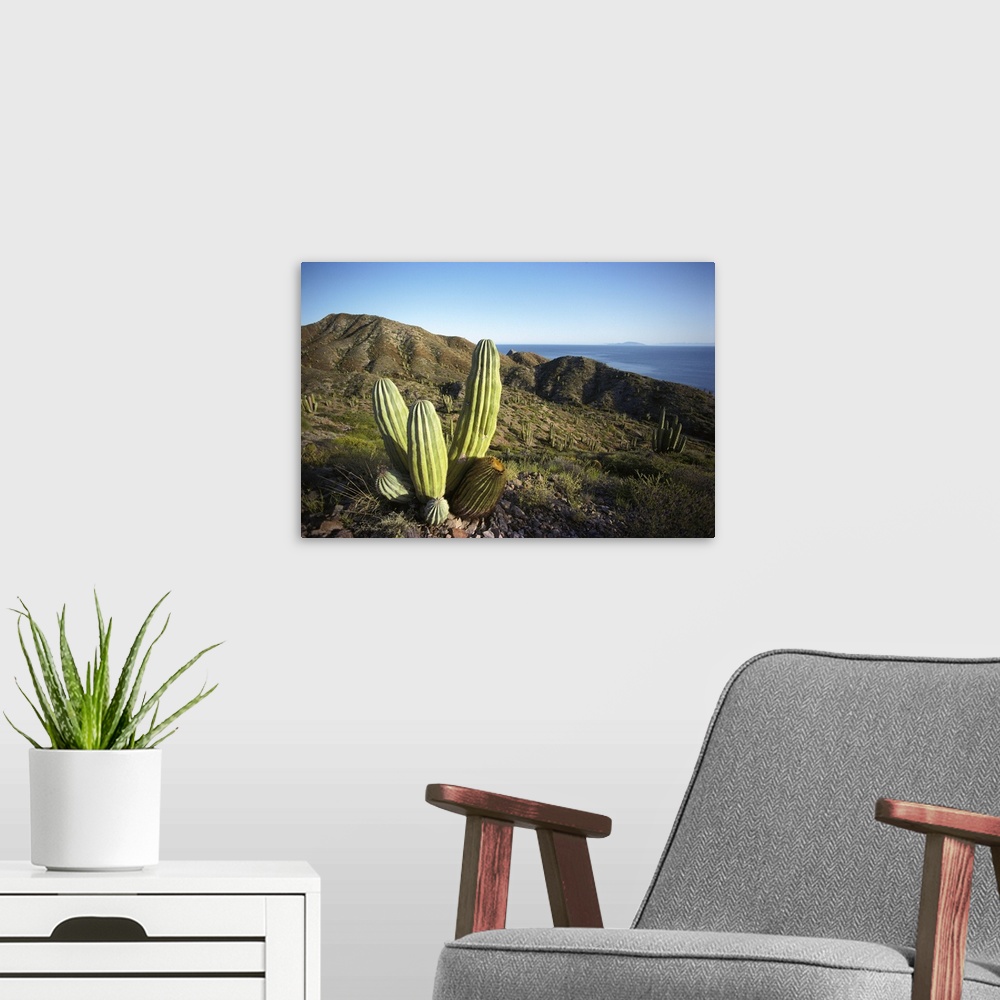 A modern room featuring Cardon (Pachycereus pringlei) cactus in dry arroyo, Sea of Cortez, Mexico