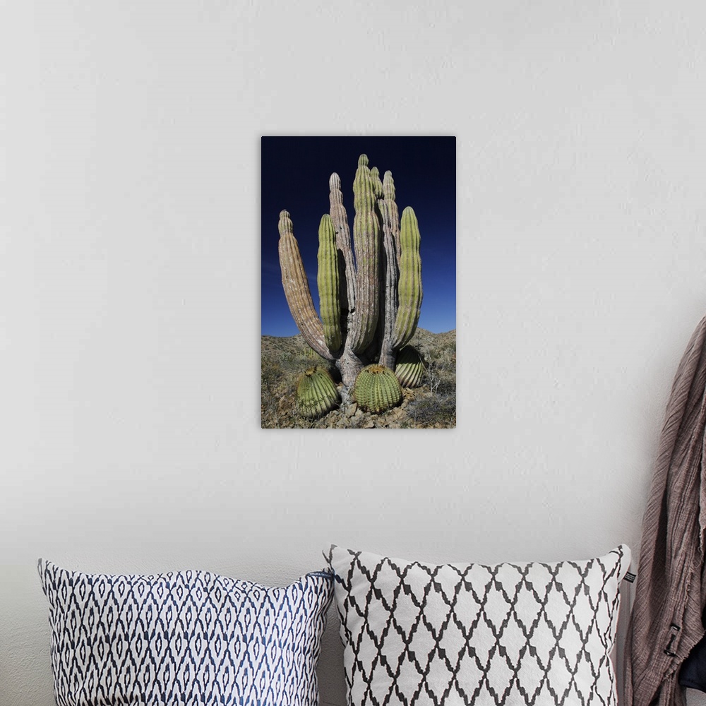 A bohemian room featuring Cardon (Pachycereus pringlei) cactus, Santa Catalina Island, Sea of Cortez, Mexico