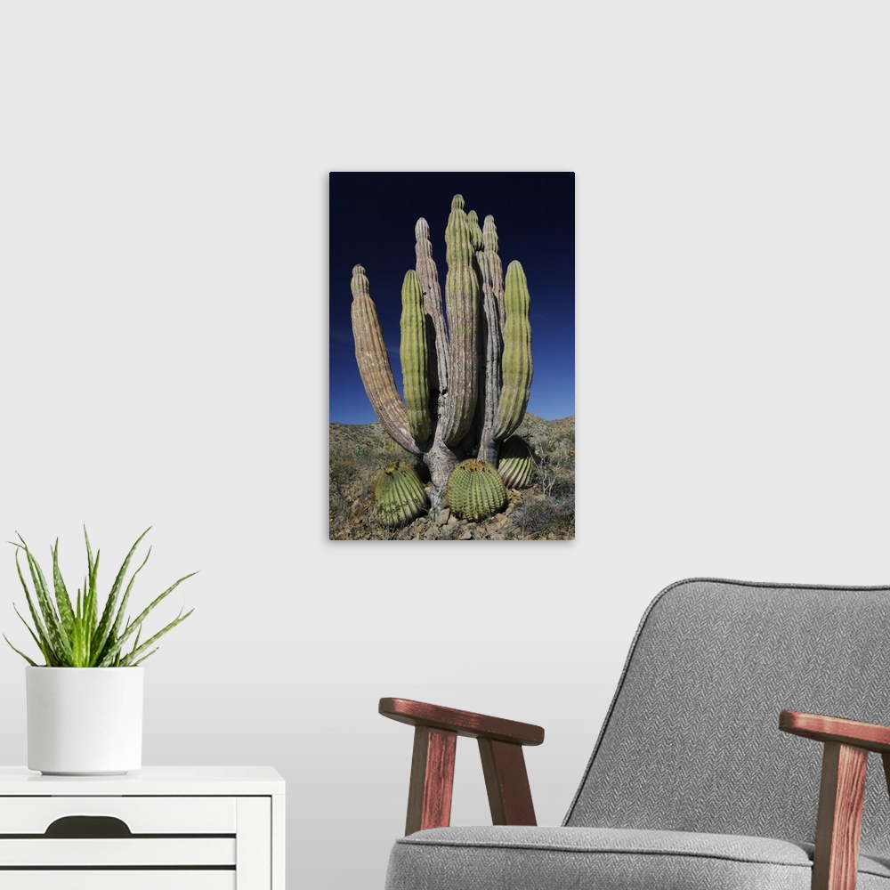A modern room featuring Cardon (Pachycereus pringlei) cactus, Santa Catalina Island, Sea of Cortez, Mexico