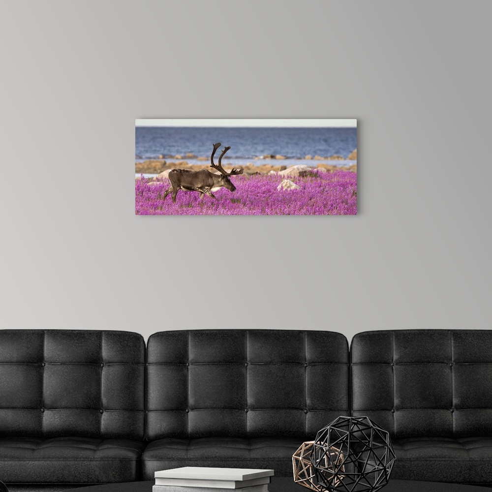 A modern room featuring Caribou (Rangifer tarandus) male in a field of fireweed, Hudson Bay, Canada
