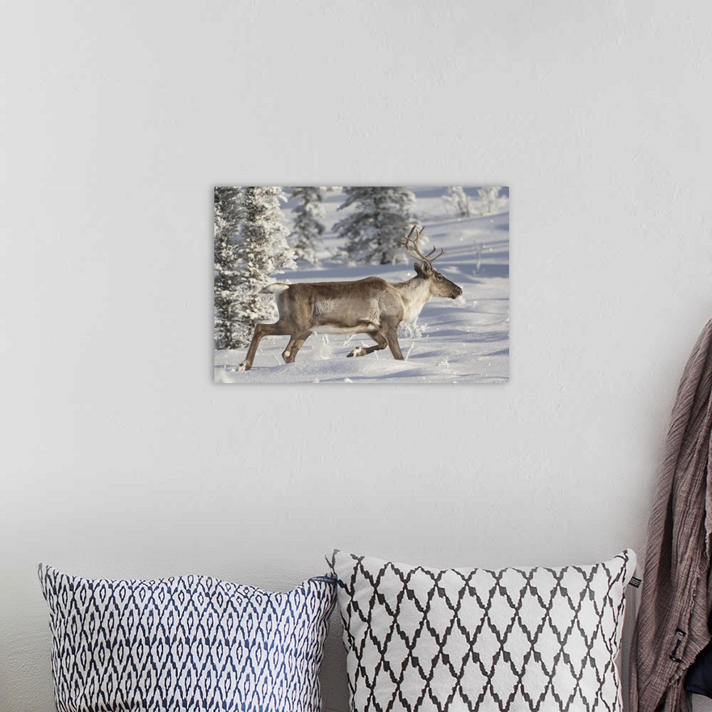 A bohemian room featuring caribou,(Rangifer tarandus).Alaska