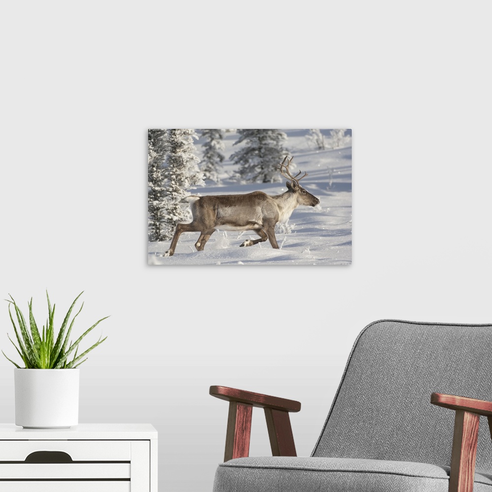 A modern room featuring caribou,(Rangifer tarandus).Alaska