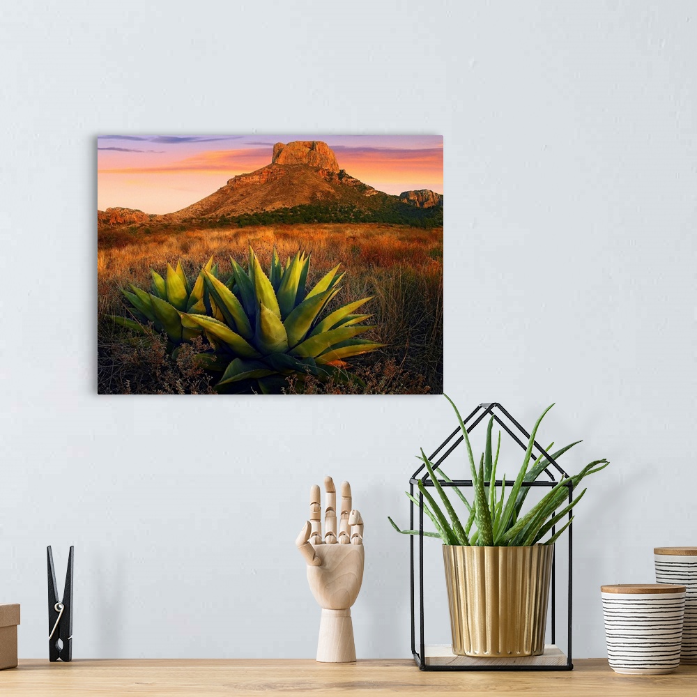 A bohemian room featuring Horizontal, large photograph of Agave plants in a large field, Casa Grande butte in the backgroun...