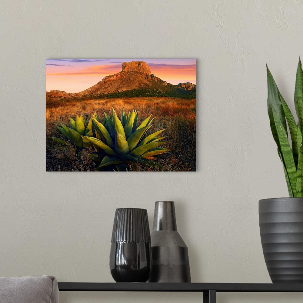 A modern room featuring Horizontal, large photograph of Agave plants in a large field, Casa Grande butte in the backgroun...