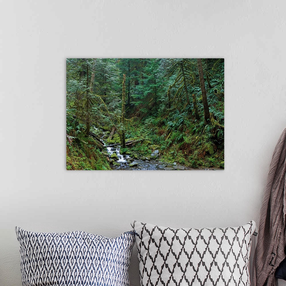 A bohemian room featuring Cascade along Eagle Creek flowing through rainforest, Columbia River Gorge, Oregon