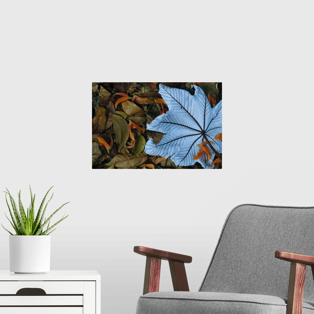 A modern room featuring Cecropia (Cecropia sp) leaf atop lobster claw petals on tropical rainforest floor, Mesoamerica