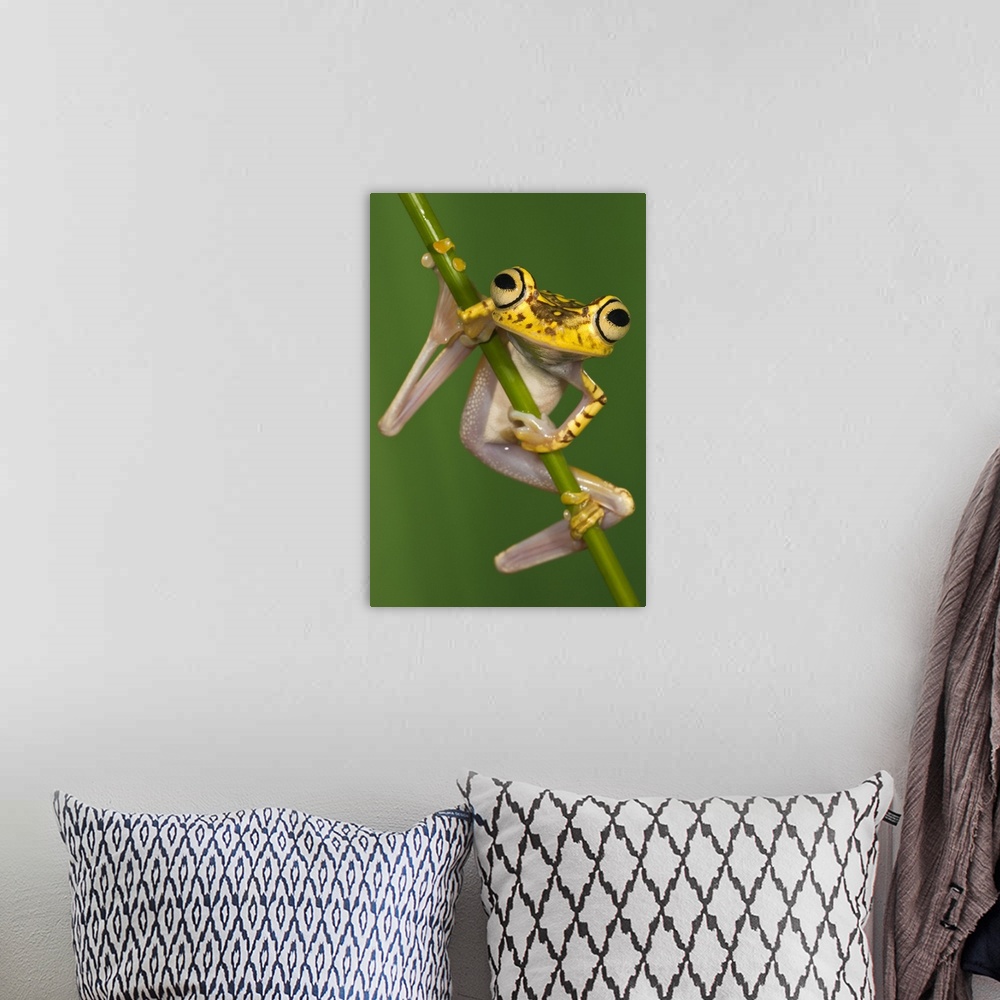 A bohemian room featuring Chachi Tree Frog (Hypsiboas picturatus), northwest Ecuador
