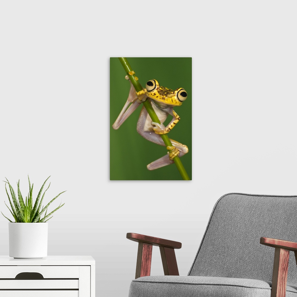 A modern room featuring Chachi Tree Frog (Hypsiboas picturatus), northwest Ecuador