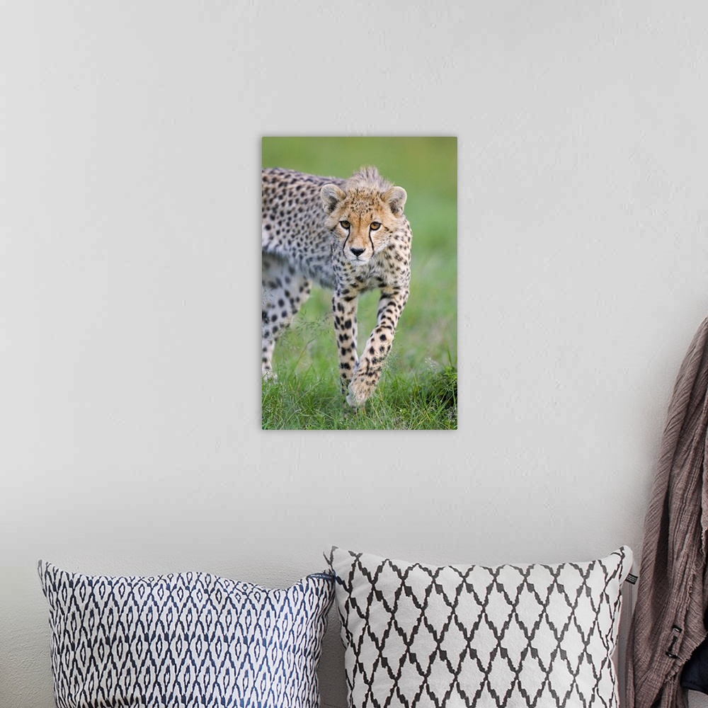 A bohemian room featuring Cheetah (Acinonyx jubatus) 6 month old cub, Masai Mara National Reserve, Kenya