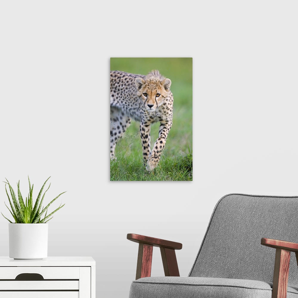 A modern room featuring Cheetah (Acinonyx jubatus) 6 month old cub, Masai Mara National Reserve, Kenya