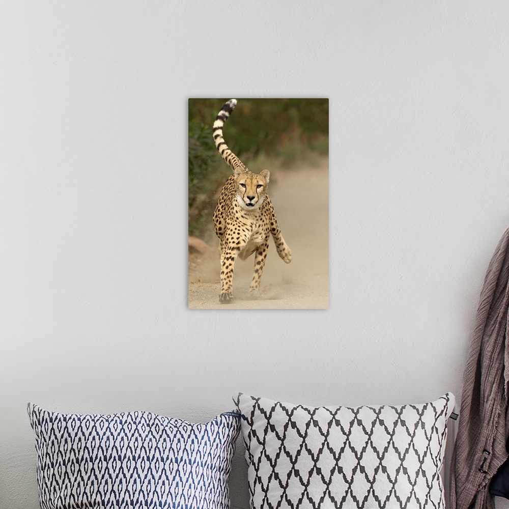 A bohemian room featuring Cheetah (Acinonyx jubatus) in mid-stride, sequence 1 of 3