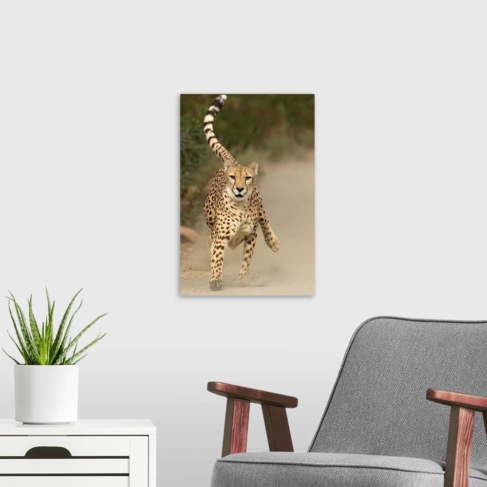 A modern room featuring Cheetah (Acinonyx jubatus) in mid-stride, sequence 1 of 3