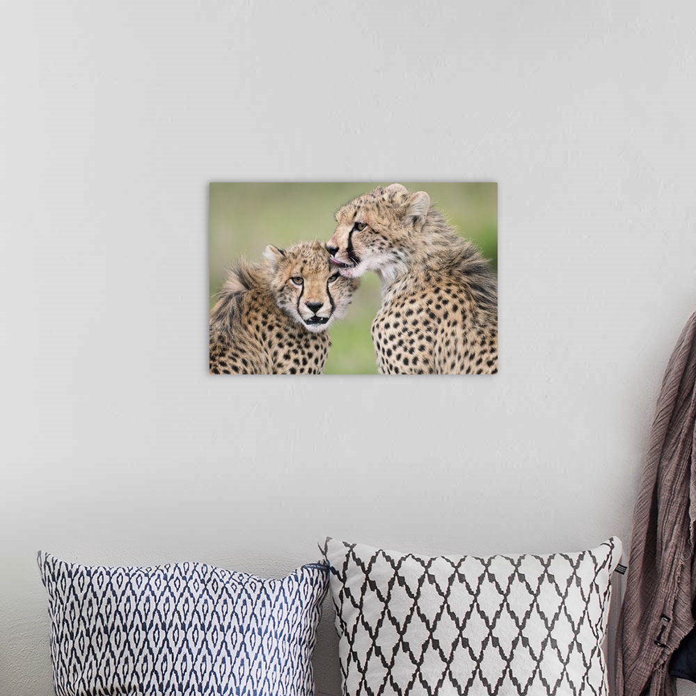 A bohemian room featuring Cheetah cubs licking each other, Ol Pejeta Conservancy, Kenya