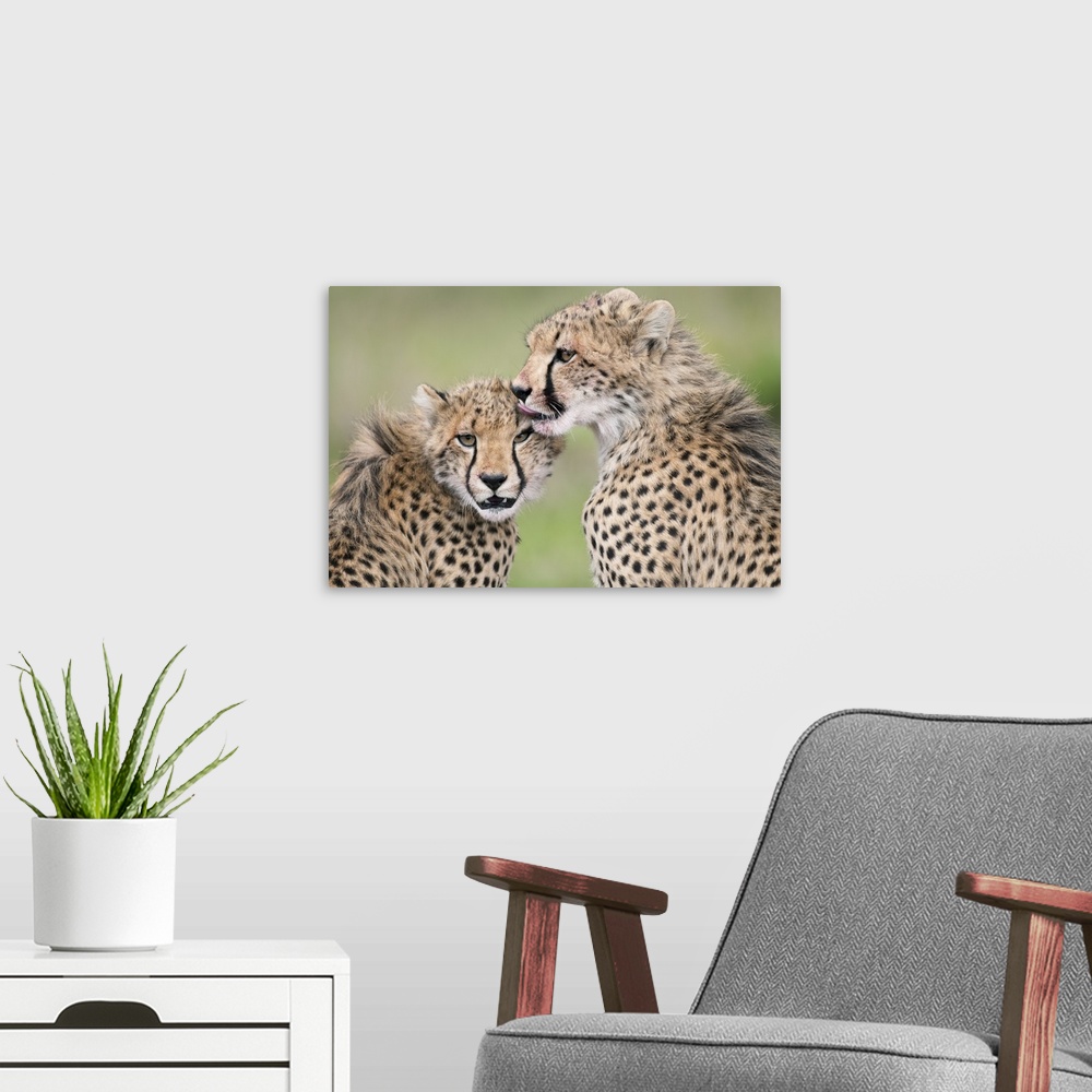 A modern room featuring Cheetah cubs licking each other, Ol Pejeta Conservancy, Kenya