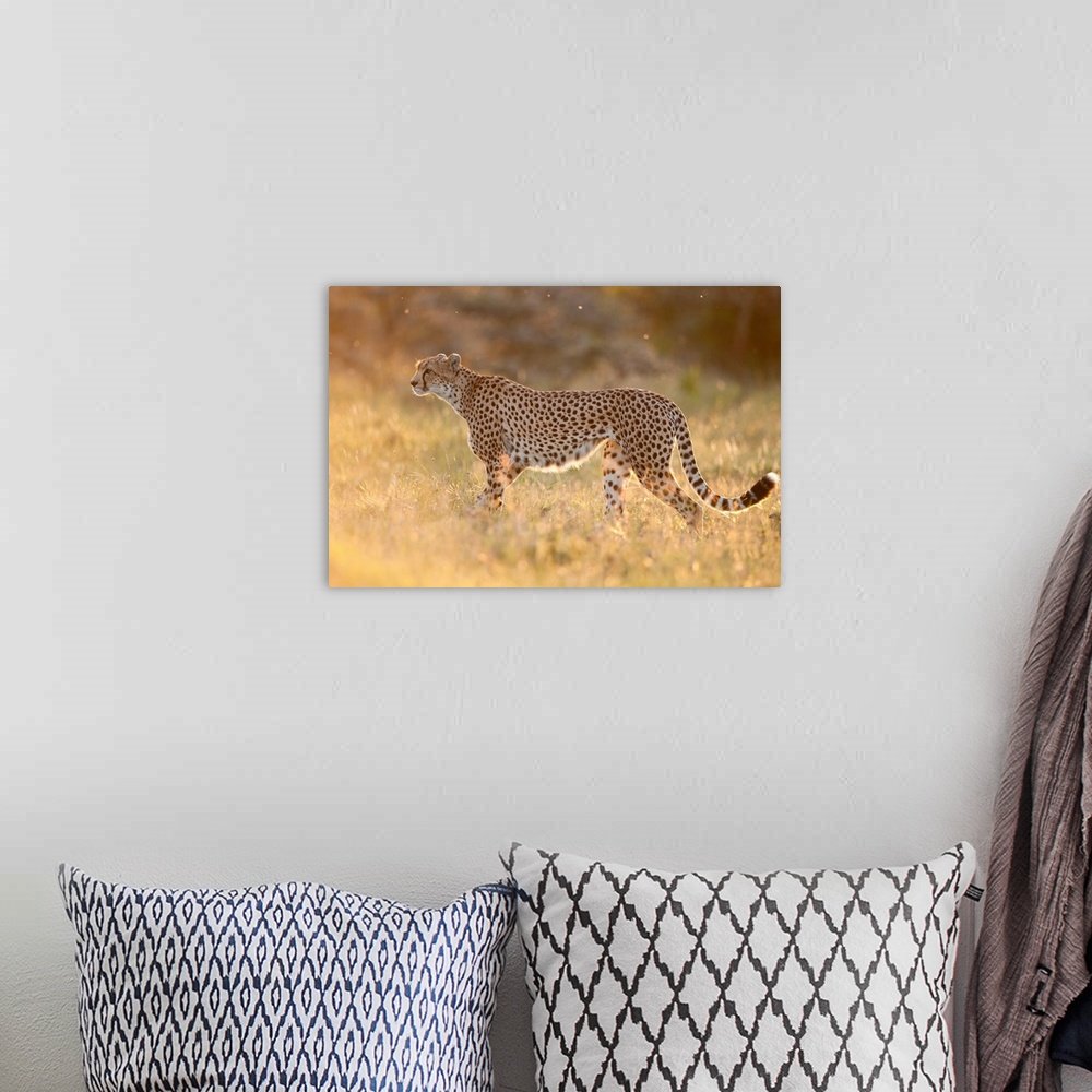 A bohemian room featuring Cheetah in grassland, Ol Pejeta Conservancy, Kenya