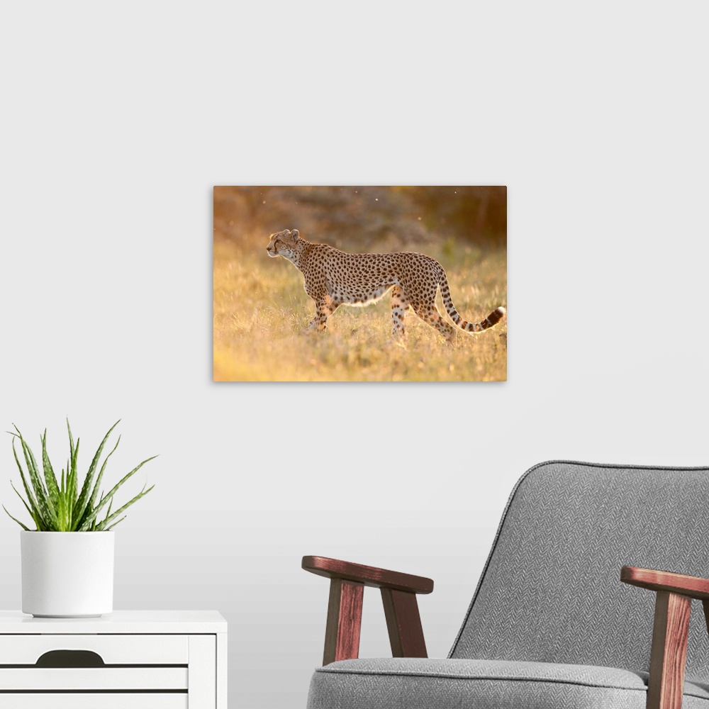 A modern room featuring Cheetah in grassland, Ol Pejeta Conservancy, Kenya