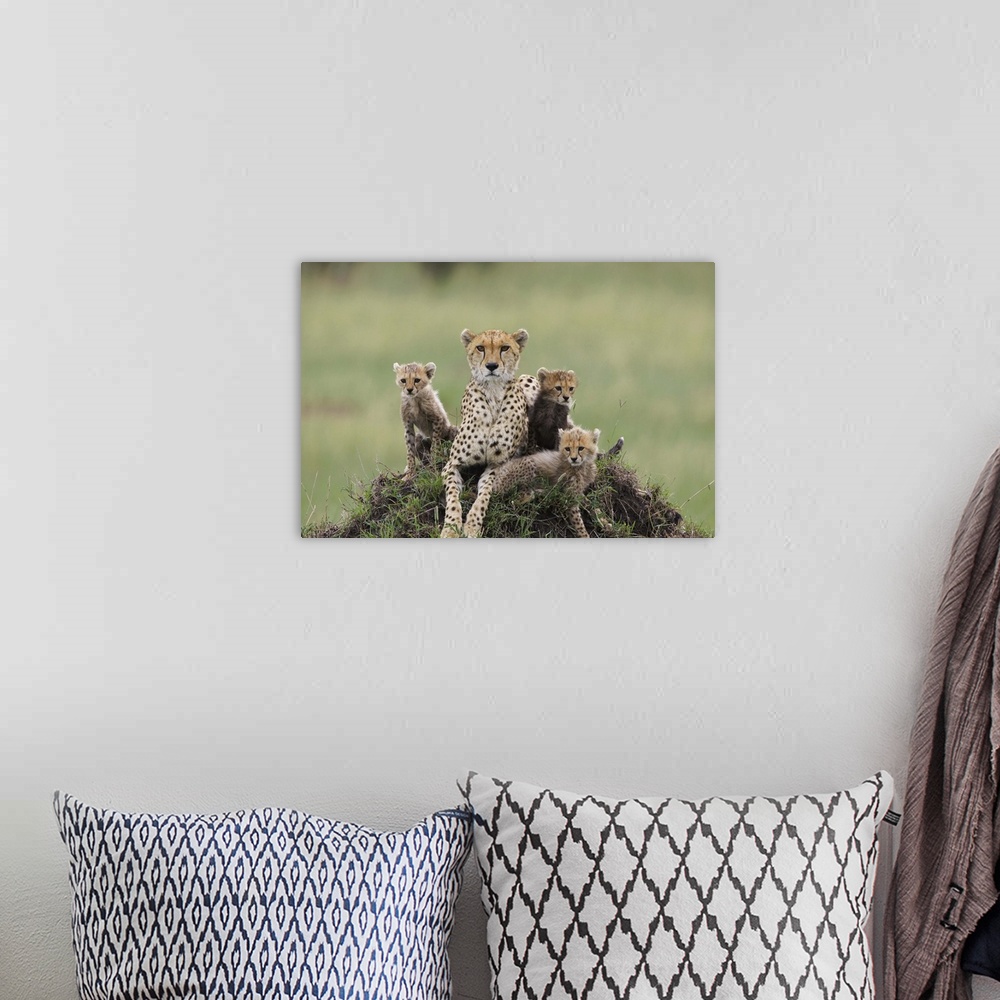 A bohemian room featuring Cheetah (Acinonyx jubatus) mother and eight to nine week old cubs, Maasai Mara Reserve, Kenya