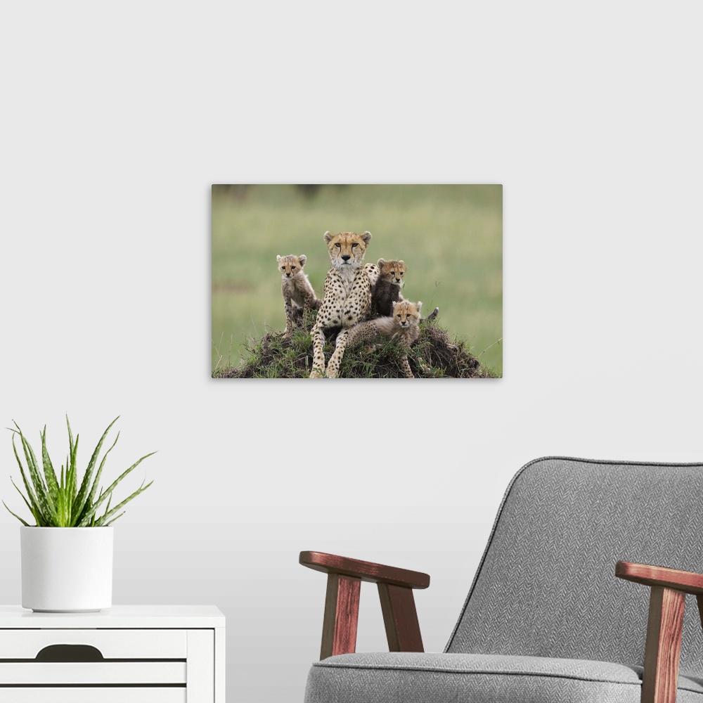 A modern room featuring Cheetah (Acinonyx jubatus) mother and eight to nine week old cubs, Maasai Mara Reserve, Kenya