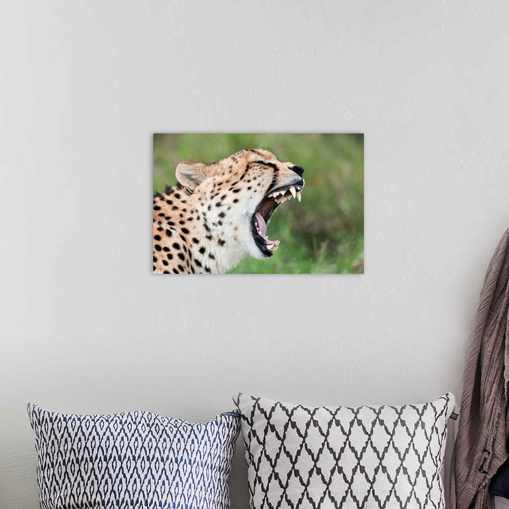 A bohemian room featuring Cheetah yawning, El Karama Ranch, Kenya