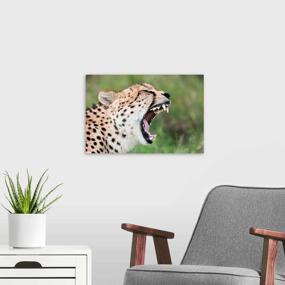 A modern room featuring Cheetah yawning, El Karama Ranch, Kenya