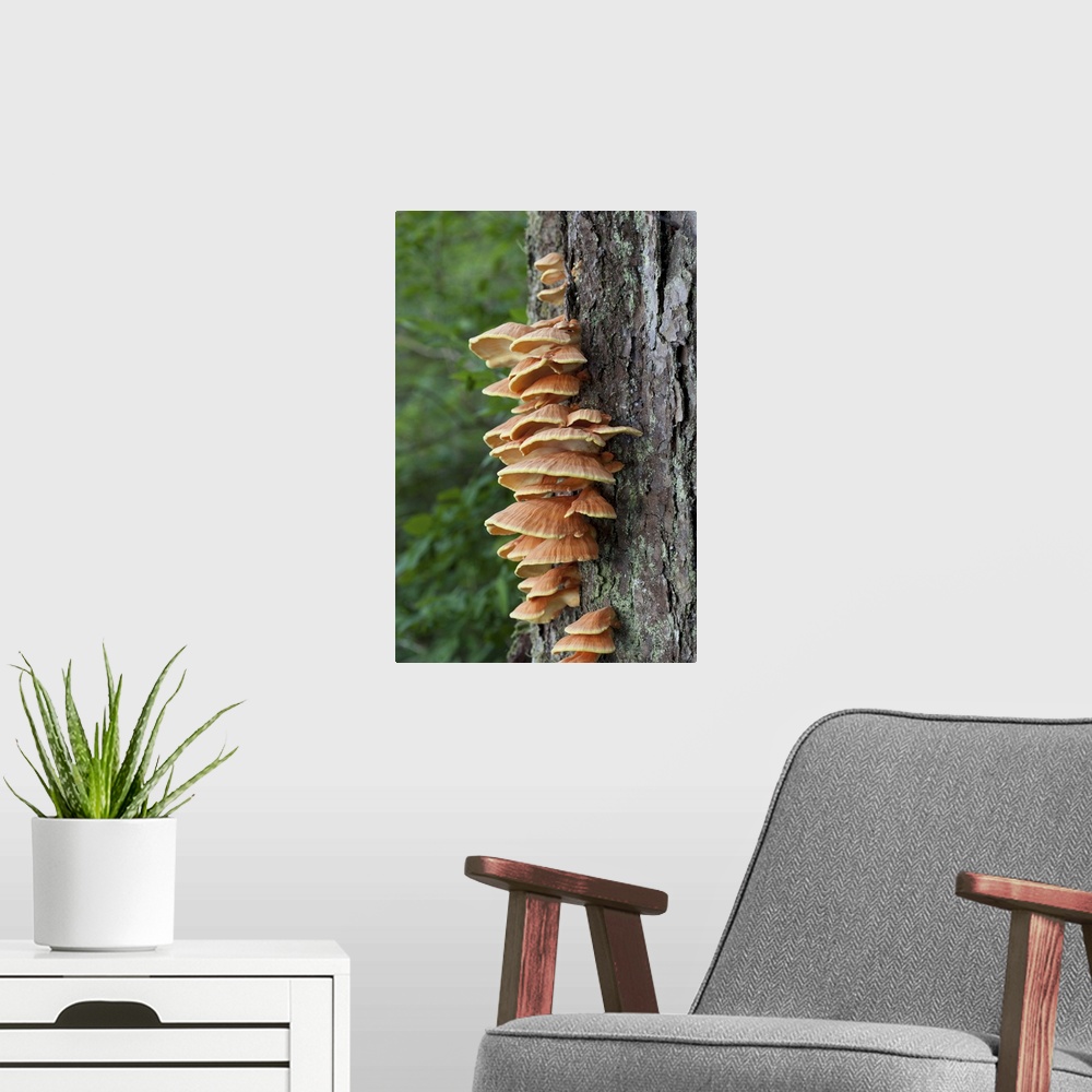 A modern room featuring Sulphur shelf (Laetiporus sulphureus) also known as the chicken of the woods, the chicken mushroo...