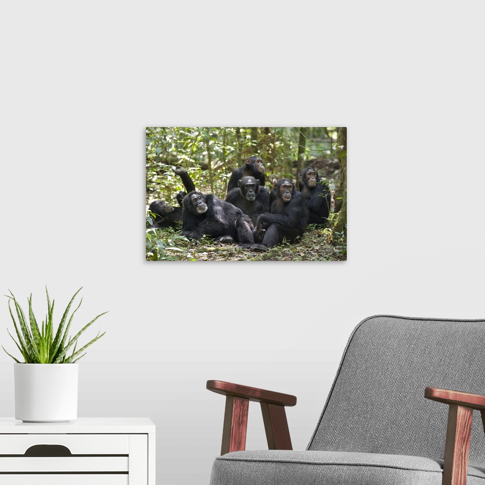 A modern room featuring Chimpanzee group resting on forest floor, western Uganda